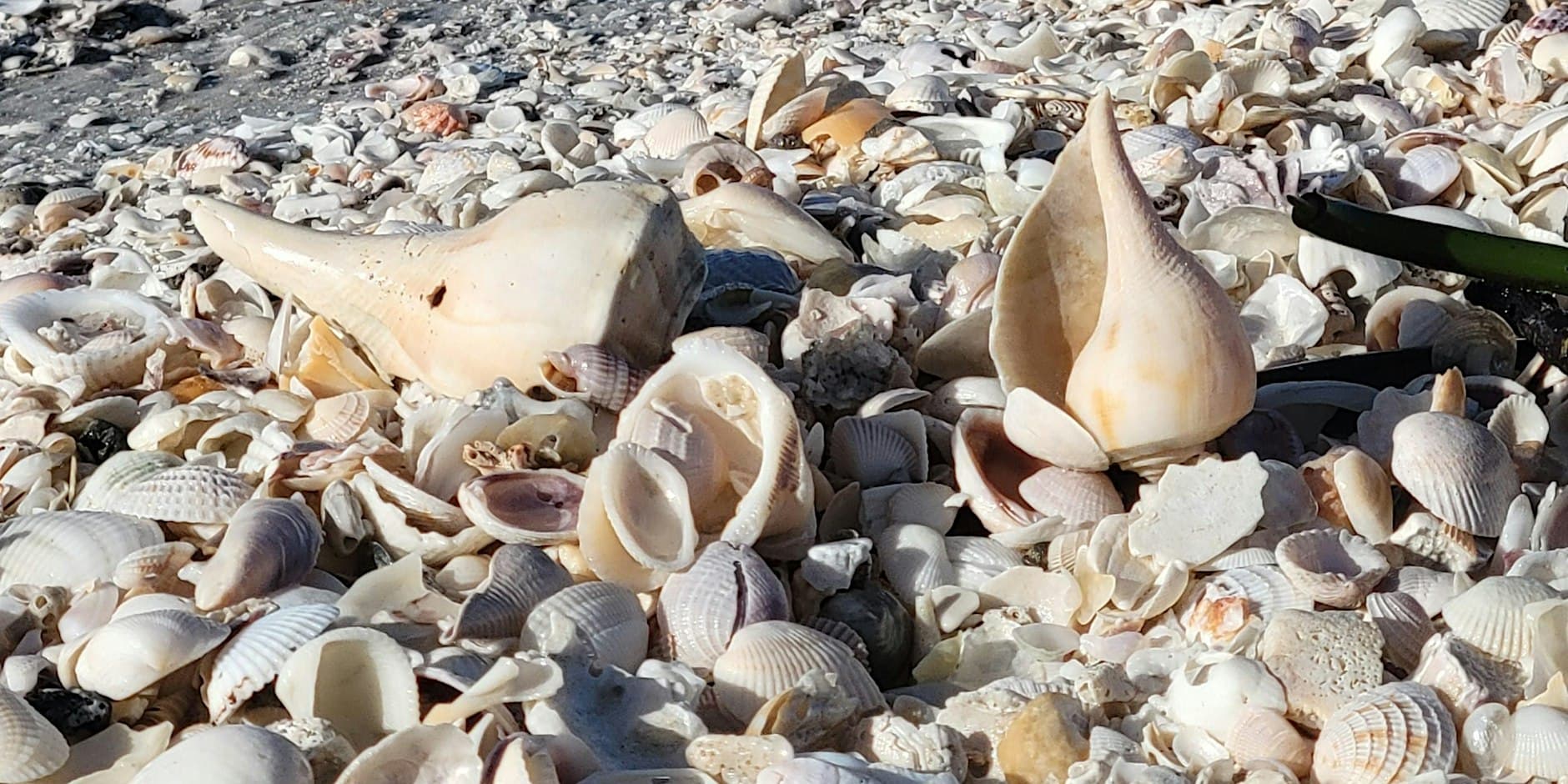 Seashell Walk