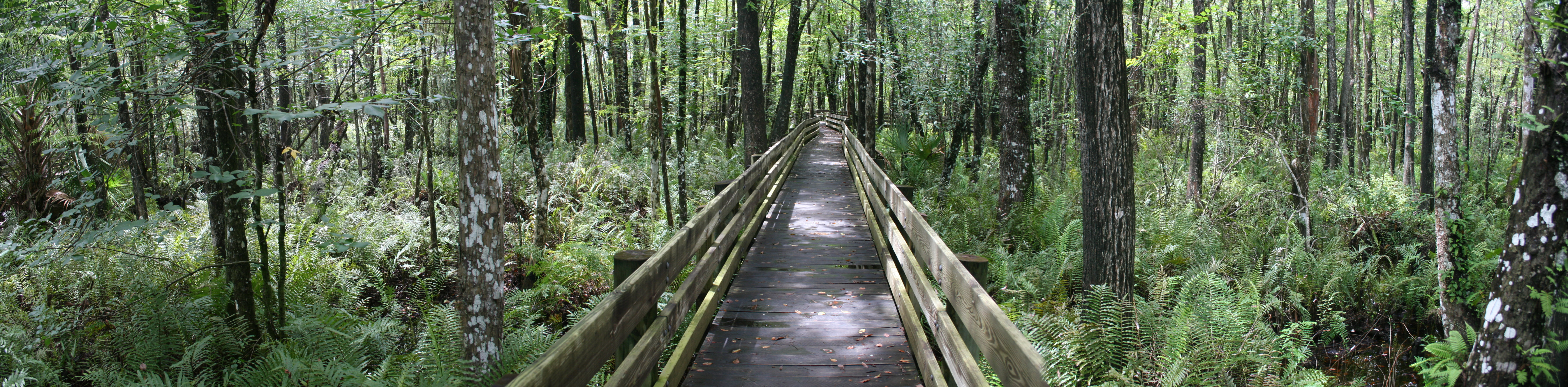 Six Mile Cypress Slough Preserve Guided Walk
